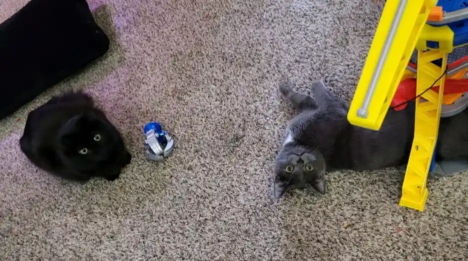 Two cats, one black and one gray, are lying on a carpeted floor, looking up at the camera. Between them is a small blue and…