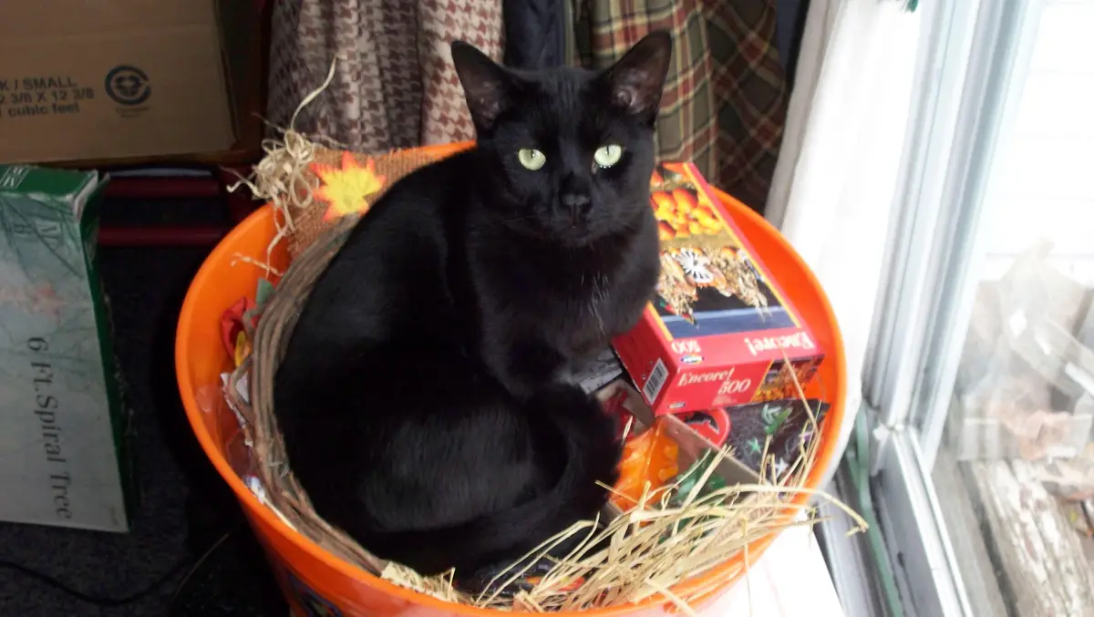 A black cat with green eyes sits calmly in a wicker basket placed inside an orange plastic bucket filled with hay and…