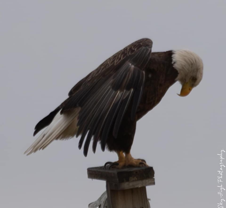 A bald eagle perched on a wooden post with its wings partially spread, looking down with a slightly disgruntled expression…