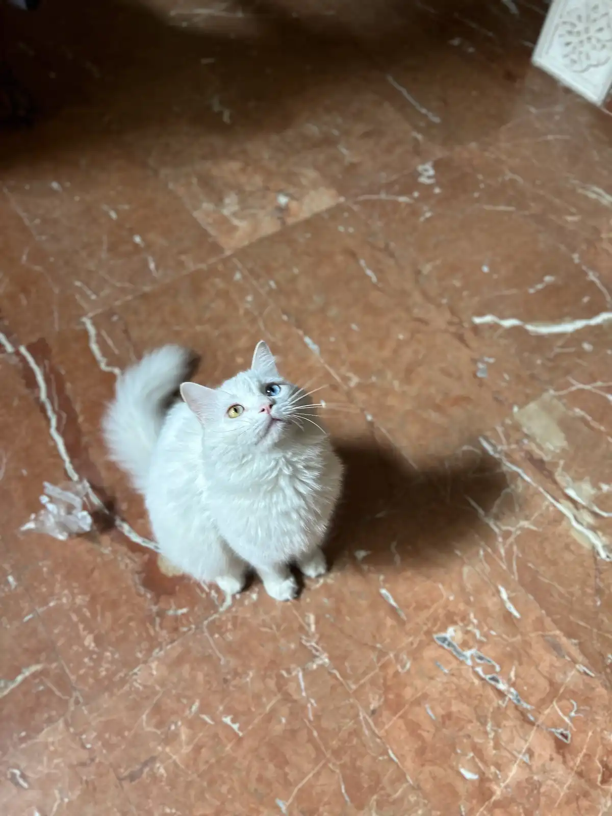 A fluffy white cat with one blue eye and one yellow eye sits on a brown marble floor, looking upward with an innocent…