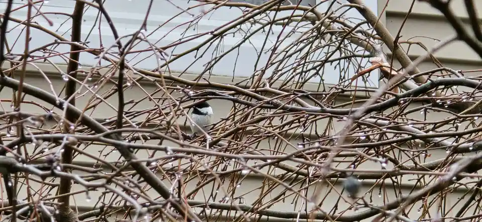 A small black-capped chickadee is partially obscured by a dense tangle of bare, brown branches covered in water droplets…