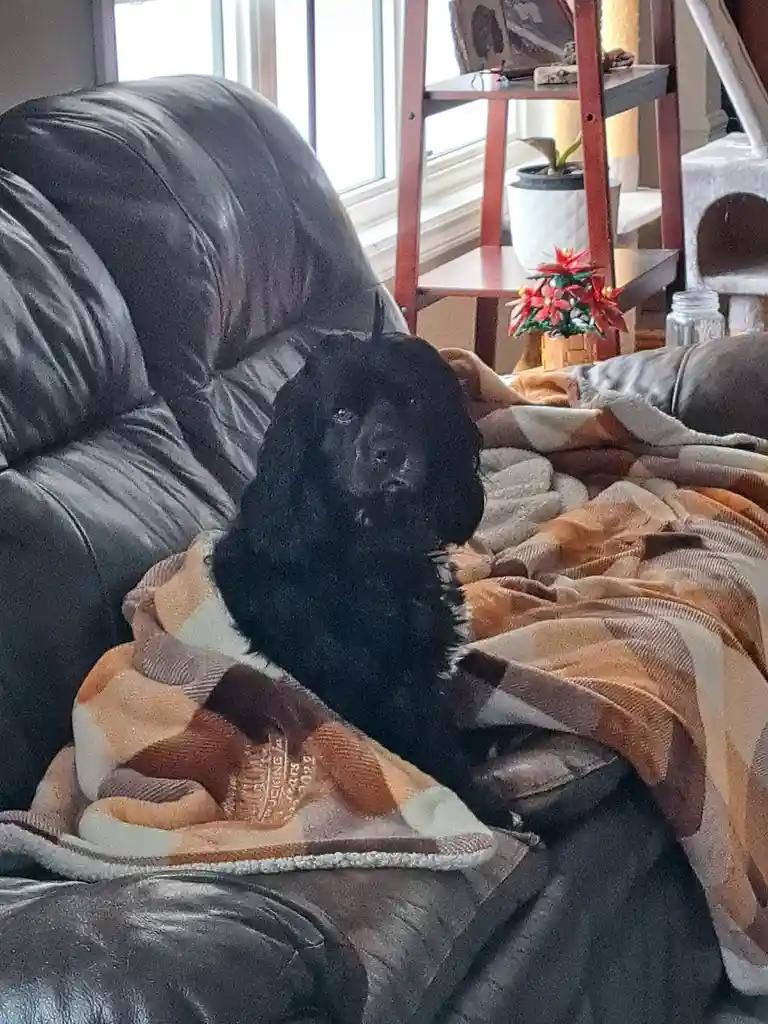 A black dog with long, floppy ears sits on a dark leather couch, partially covered by a plaid blanket in shades of orange…