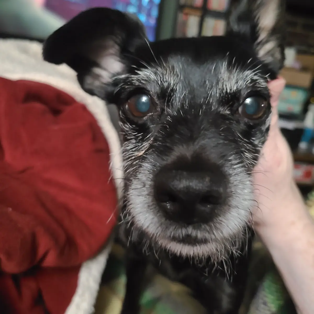 A close-up photo of a black and white dog with expressive brown eyes and grey muzzle fur, being gently held by a human hand…