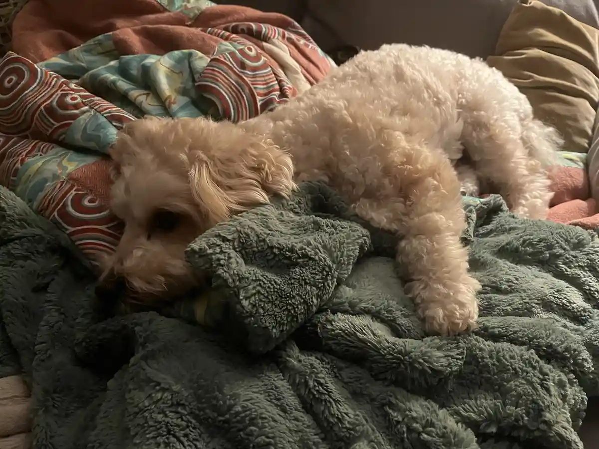 Just Sharing a Cute Picture of My Parents' Dog, Teddy