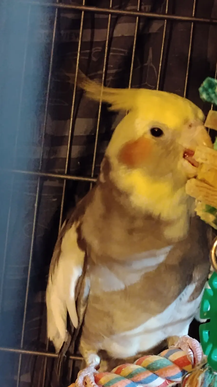 A yellow and brown cockatiel with orange cheek patches is perched inside a wire cage, actively eating a yellow, textured…