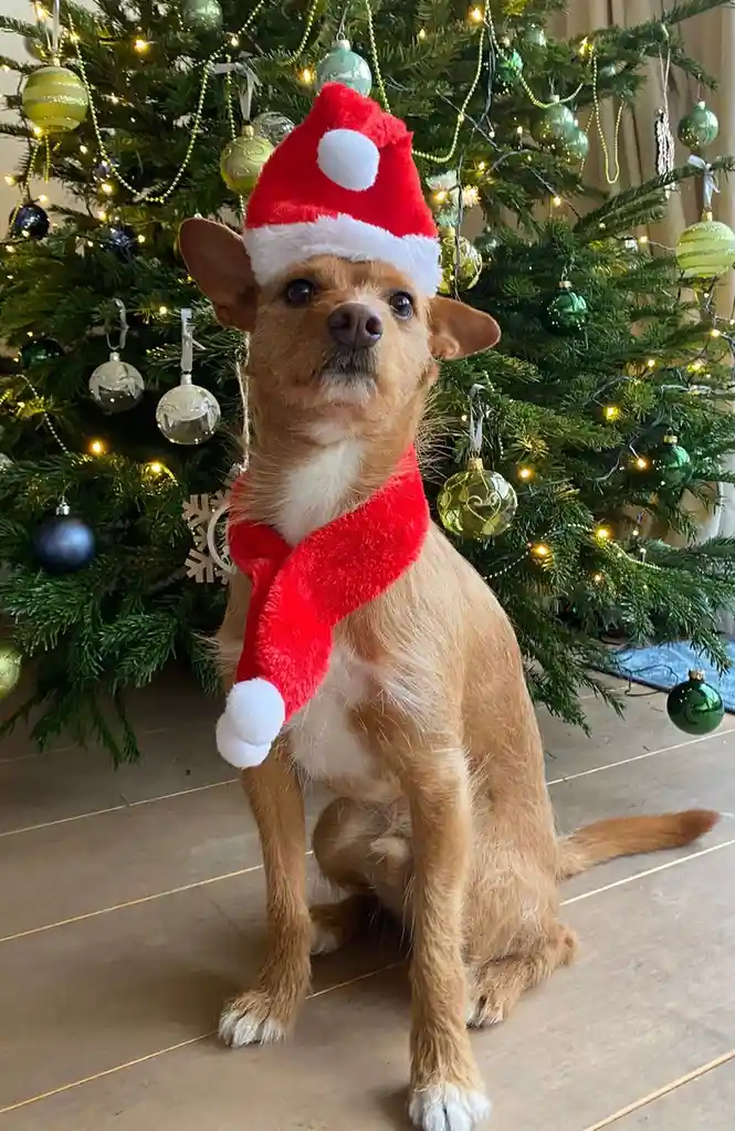 A small, light brown dog with white paws and chest sits on a wooden floor in front of a decorated Christmas tree with lights…