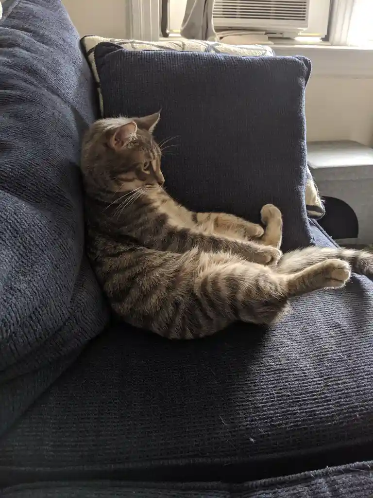 A tabby cat lounges on a dark blue textured couch, lying on its side with legs tucked up, looking relaxed and slightly…