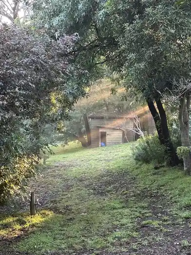 A rustic wooden shed sits nestled in a grassy, tree-lined area with sunlight filtering through the foliage. The shed's door…