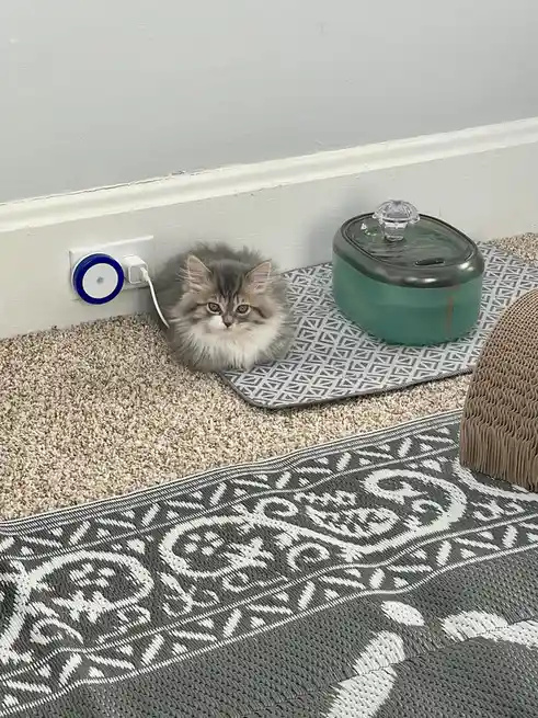 A fluffy gray and white kitten sits on a patterned rug next to a wall outlet, plugged into a blue and white circular device…