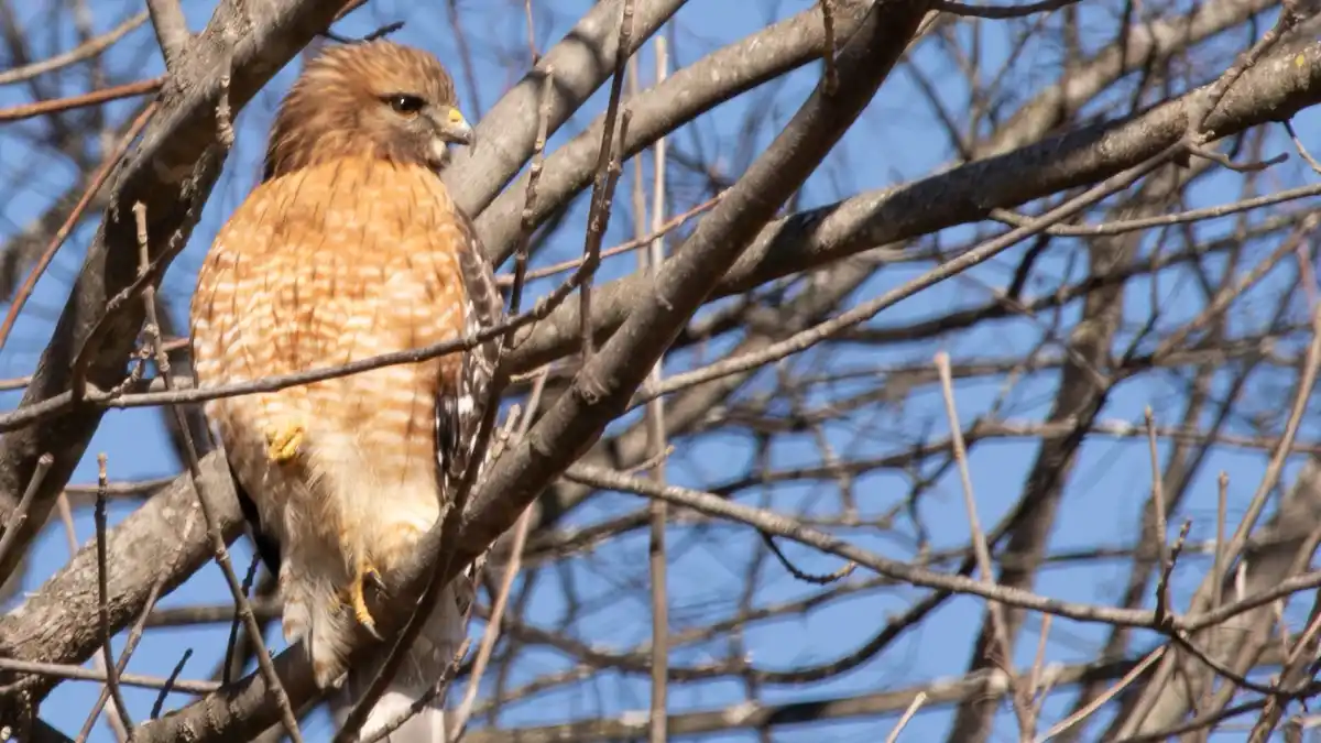 A red-tailed hawk perched on bare tree branches against a clear blue sky, viewed from behind with its head turned slightly…