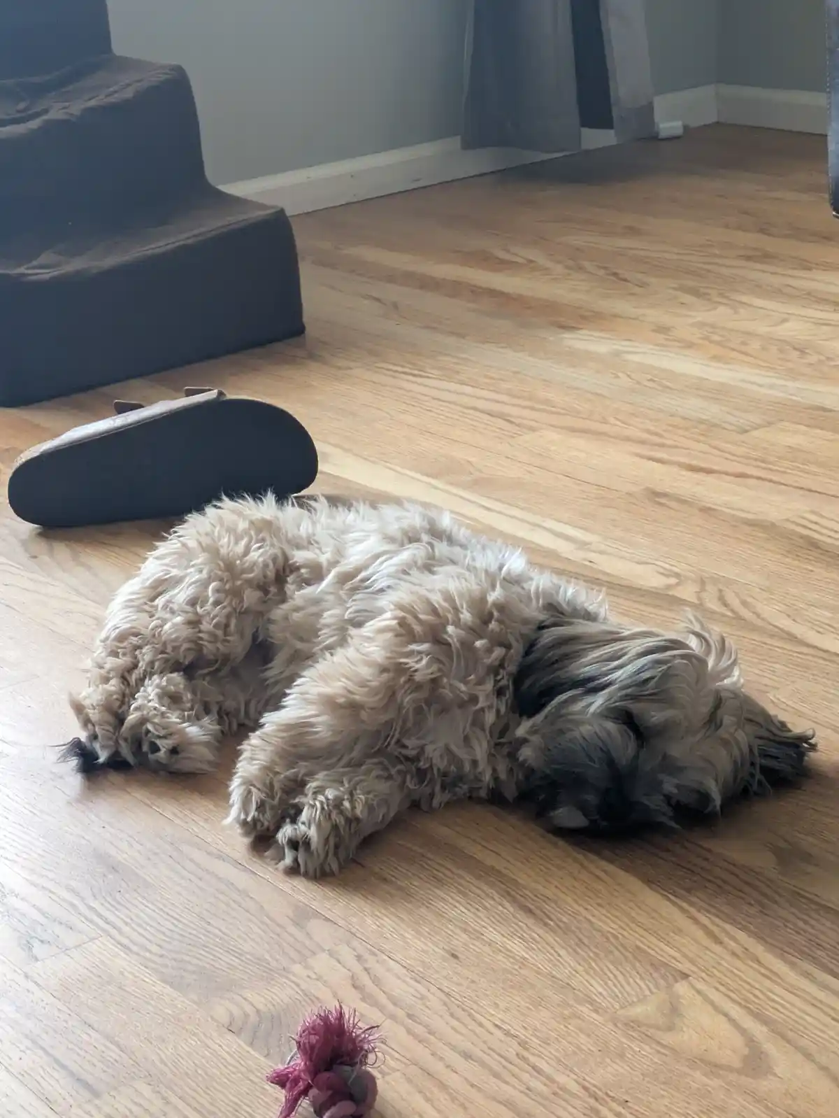 A fluffy, light-colored dog with dark face and legs is lying on its side on a wooden floor, appearing to be sleeping or…