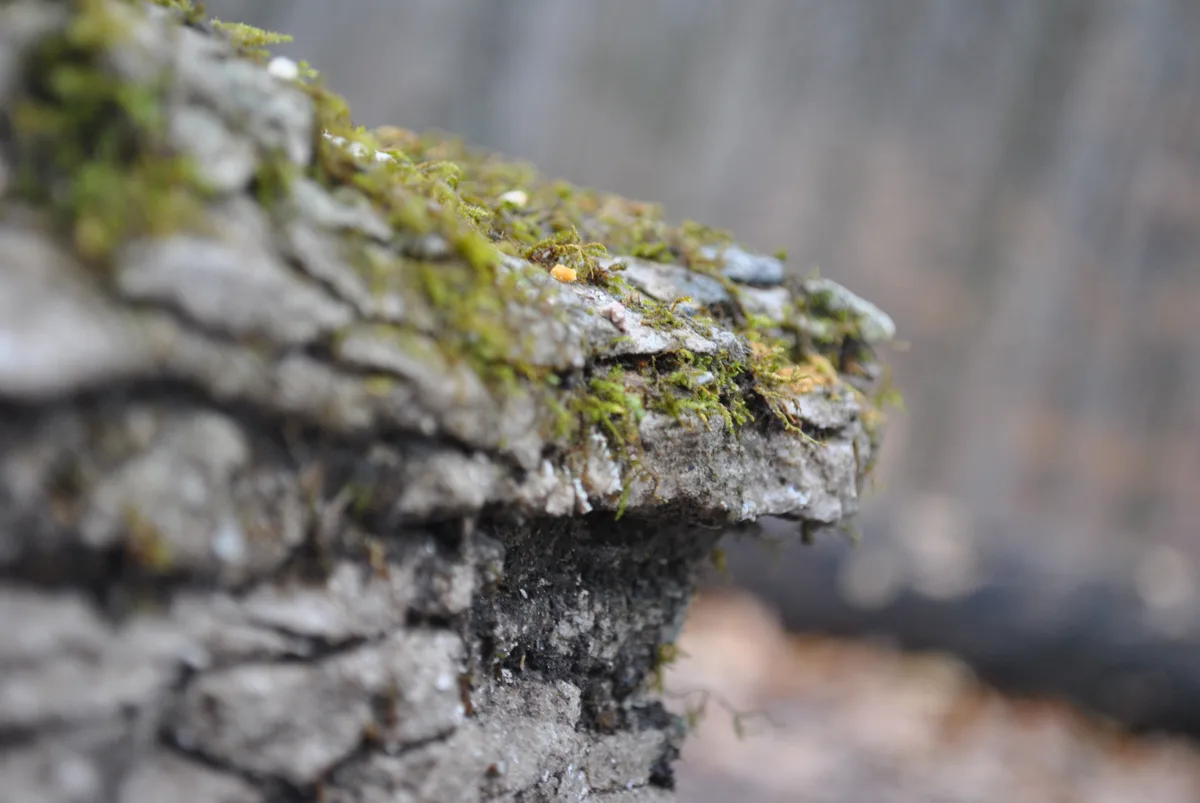 A close-up photo of a moss-covered, weathered stone or tree stump with a blurred forest background. The overlaid text reads…