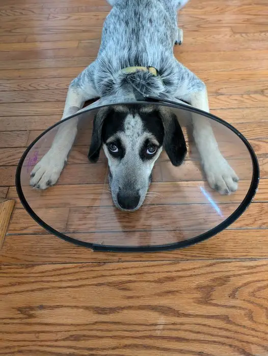 Introducing Radar Dog: Our Unique Canine Companion!