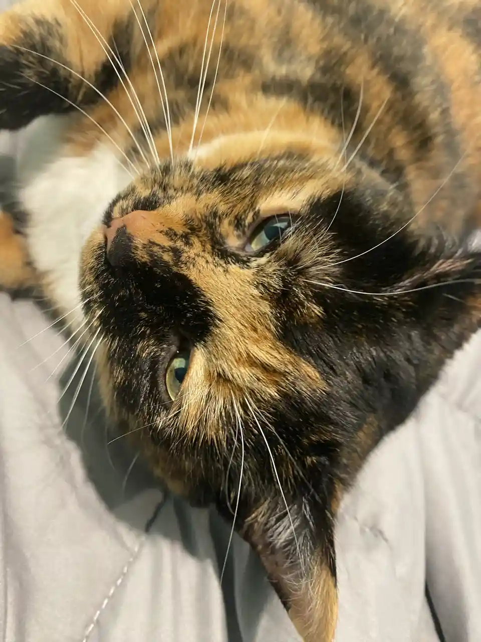 A close-up photo of a calico cat lying on its back on a light-colored surface, looking up with wide, slightly unimpressed…