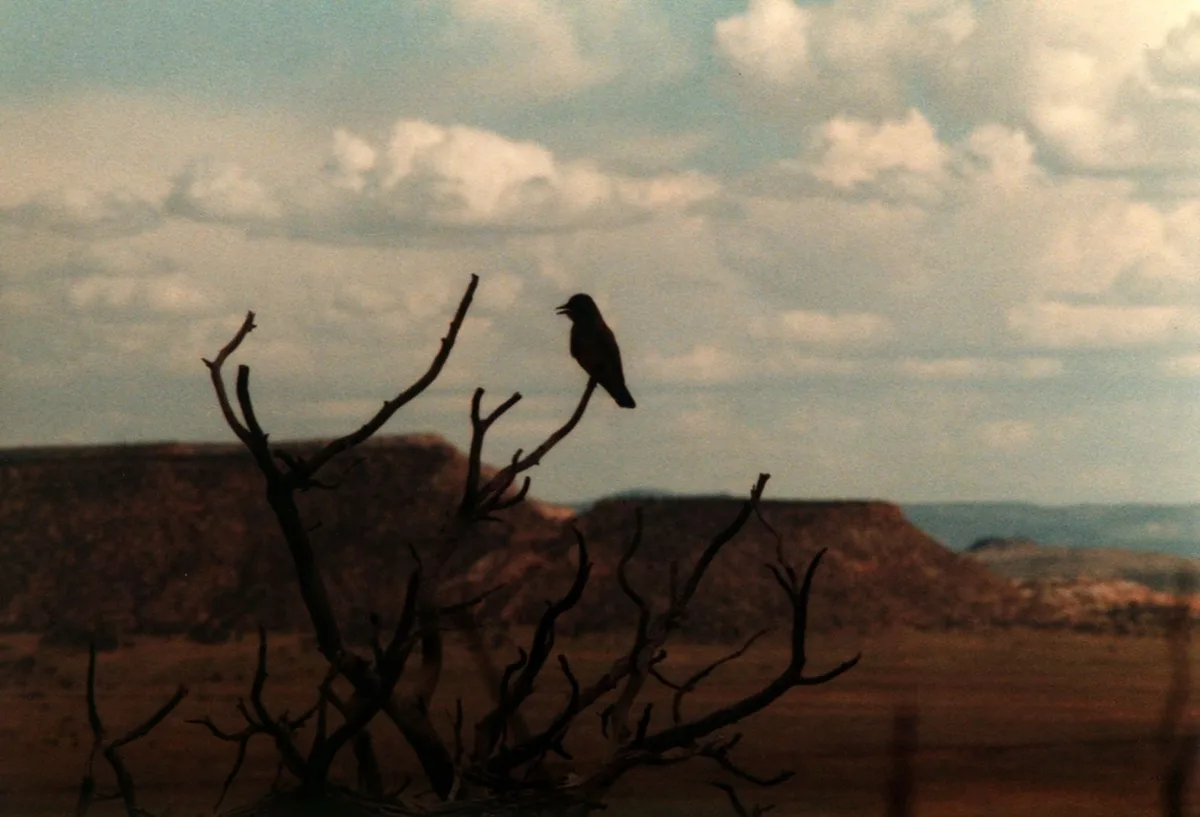 A silhouette of a bird perched on a bare, gnarled tree branch against a cloudy sky and distant hills. The overlaid text…