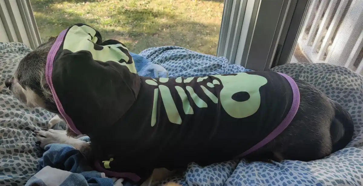 It's Halloween Time: Time for a Dog Tax!