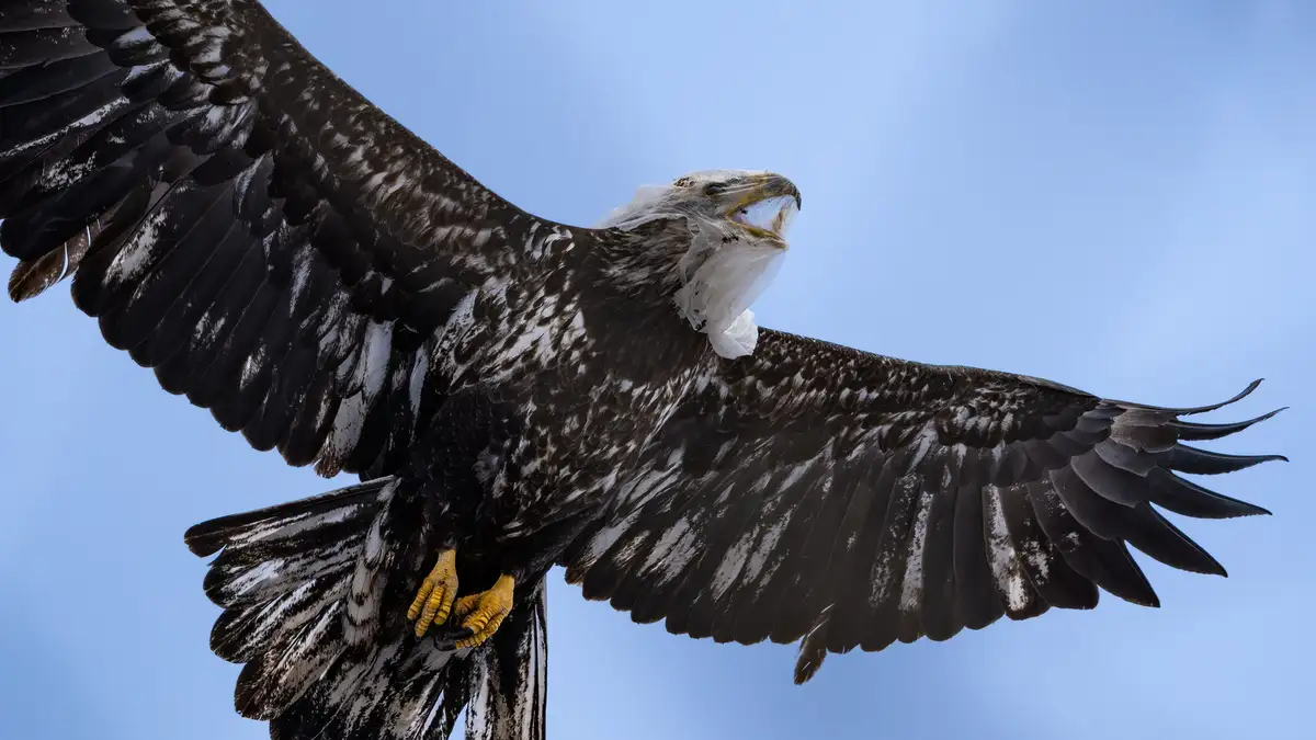 A majestic eagle with outstretched wings and a white plastic bag tangled in its beak against a clear blue sky. The bird's…