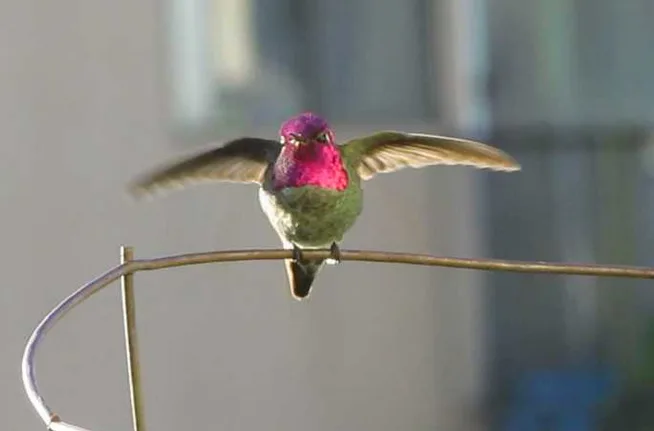 A small hummingbird with iridescent magenta throat and green body is perched on a thin wire, wings blurred mid-flutter. The…