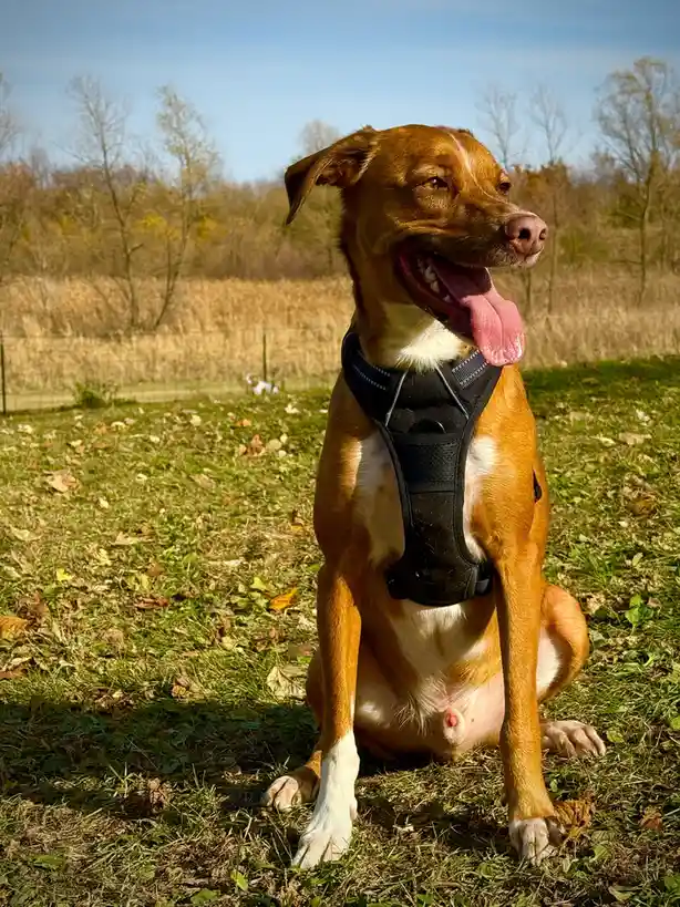 A brown and white dog sits happily in a grassy field with autumn leaves, wearing a black harness and panting with its tongue…
