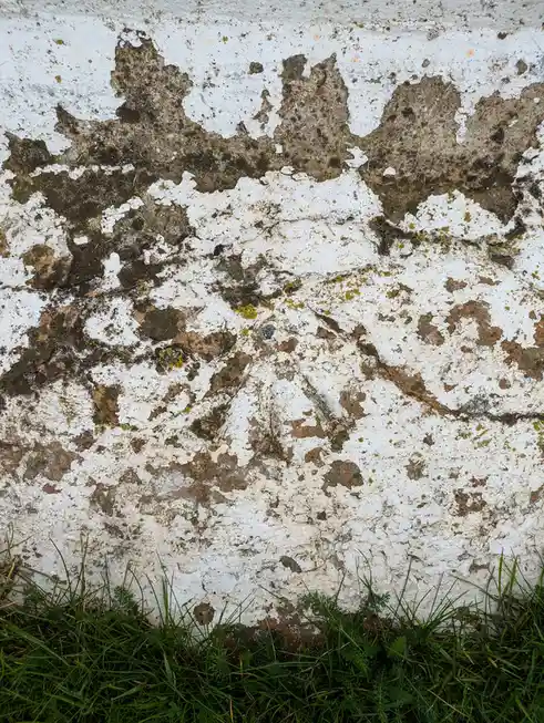 A close-up of a weathered, peeling white wall with patches of brown and green moss, cracked paint, and grass growing at the…