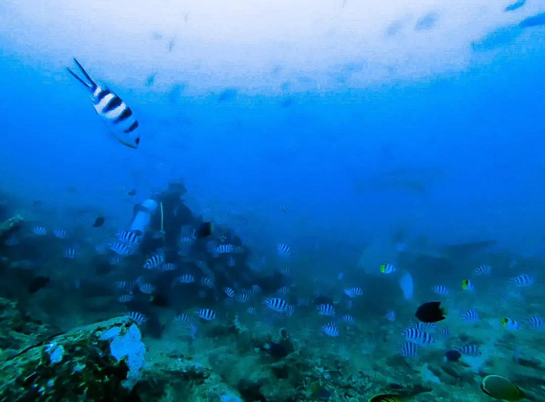 An underwater photo shows a scuba diver surrounded by numerous small, striped fish swimming in blue water near coral. The…