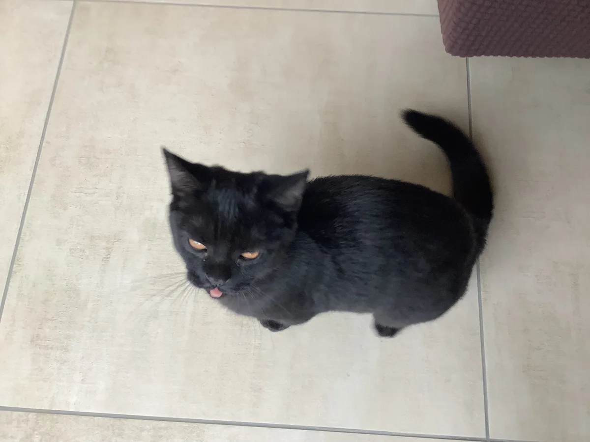 A black cat with orange eyes sits on a light-colored tiled floor, looking up with its tongue slightly out, conveying a look…