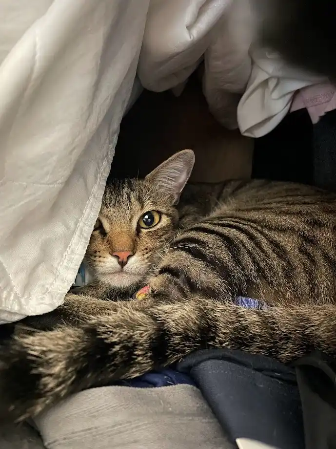 A tabby cat with green eyes is peeking out from under a white blanket or sheet, one eye slightly squinted, looking directly…