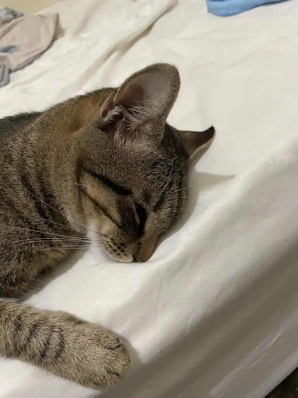 The Cutest Sleeping Cat You’ll Ever See