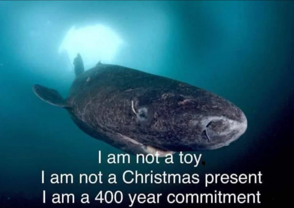 An underwater photo shows a large, dark-colored whale swimming toward the camera with a bright light source above. White…