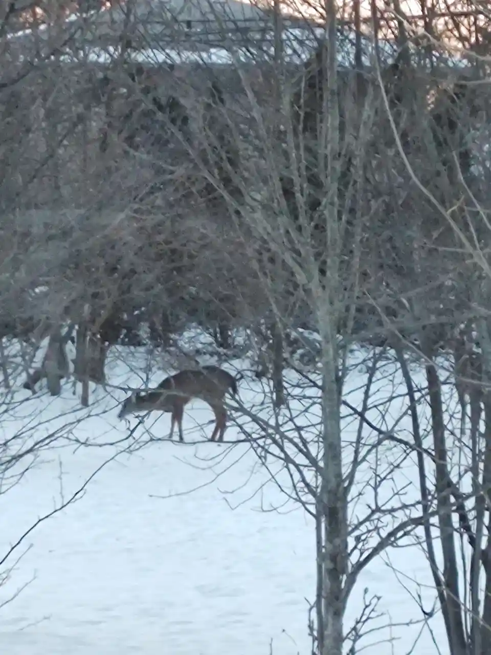 A deer stands in a snowy field, partially obscured by bare tree branches in the foreground, with a house visible in the…