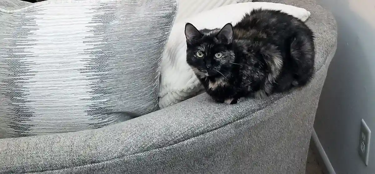A tortoiseshell cat with black and brown fur sits curled on the arm of a gray fabric couch, looking directly at the camera…