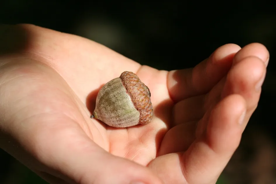 A close-up photo shows a person's open palm holding a single acorn, with sunlight highlighting the hand and nut against a…