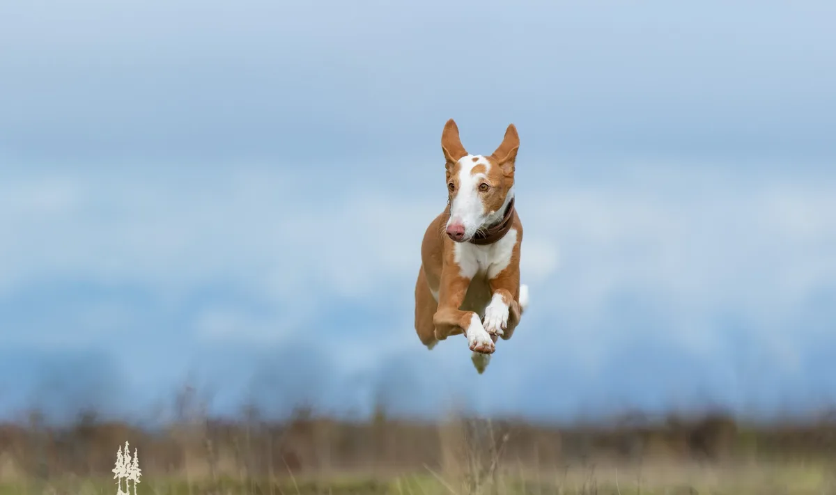 A brown and white dog, likely an Ibizan Hound, is captured mid-air against a blurred blue sky and grassy field, appearing to…
