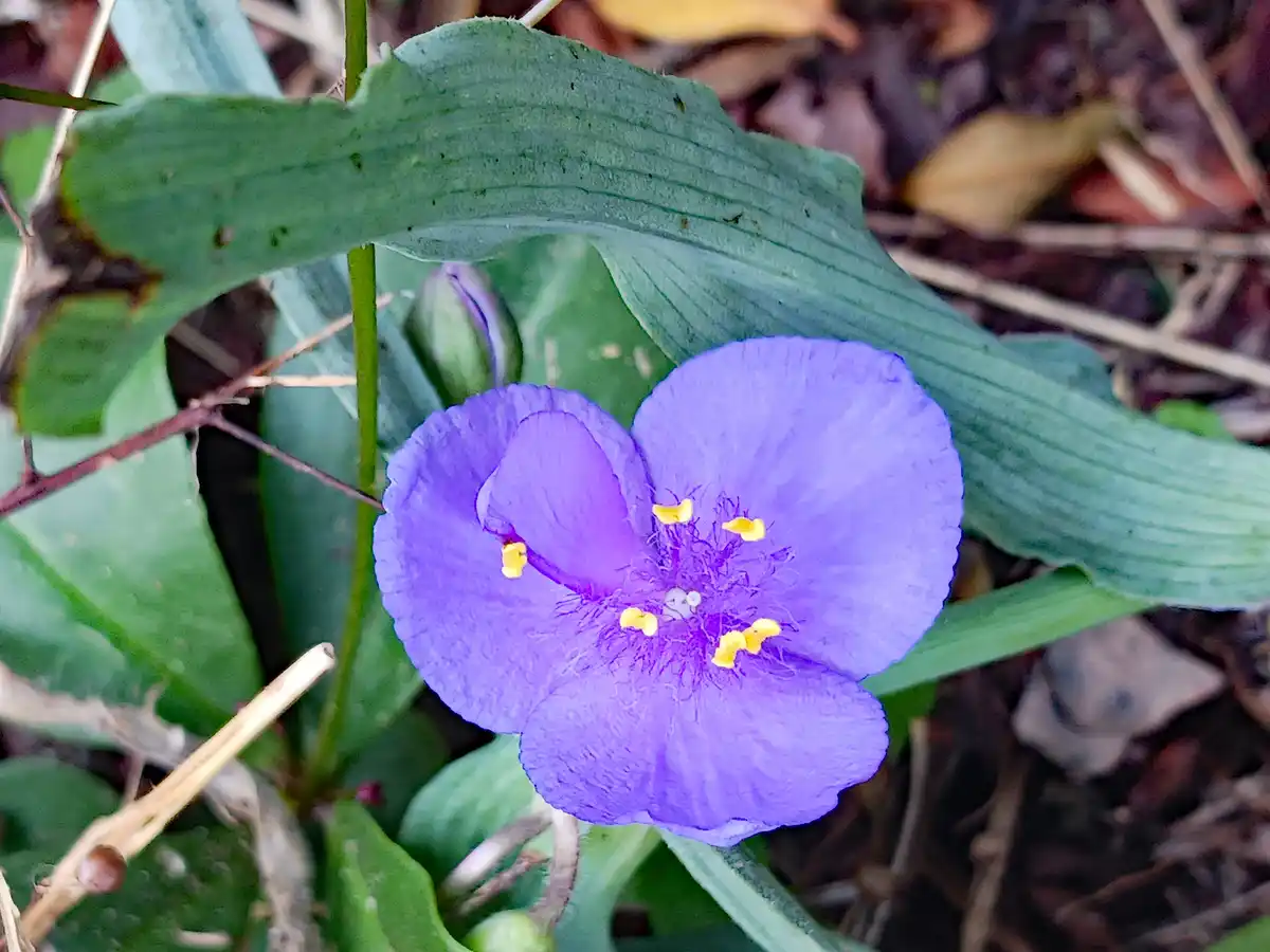 A close-up photo shows a vibrant purple flower with yellow stamens, nestled among large green leaves and dry brown foliage…
