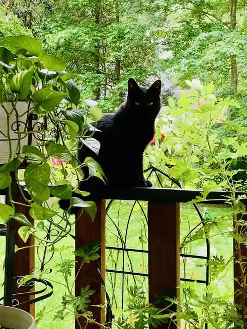 A black cat with glowing green eyes sits atop a wooden railing surrounded by lush green plants and foliage. The cat stares…