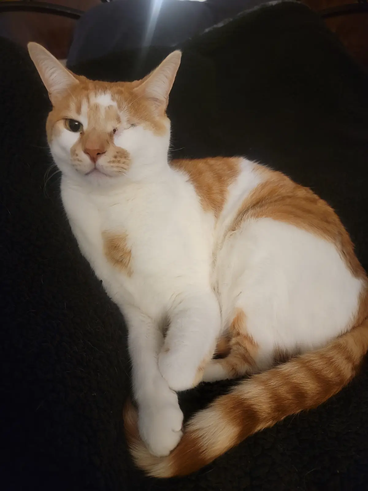 An orange and white cat with one visible eye and a missing or closed eye on the other side sits curled on a dark textured…