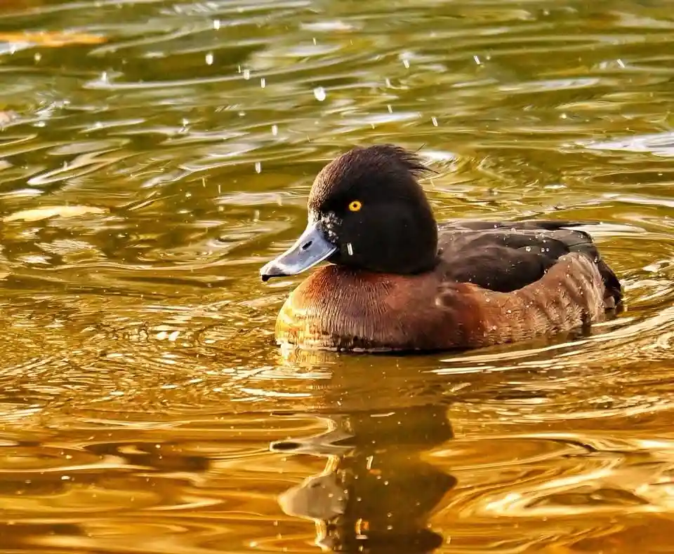 A close-up photo of a dark-headed duck with a brown chest floating in golden-hued water, its feathers slightly ruffled and…