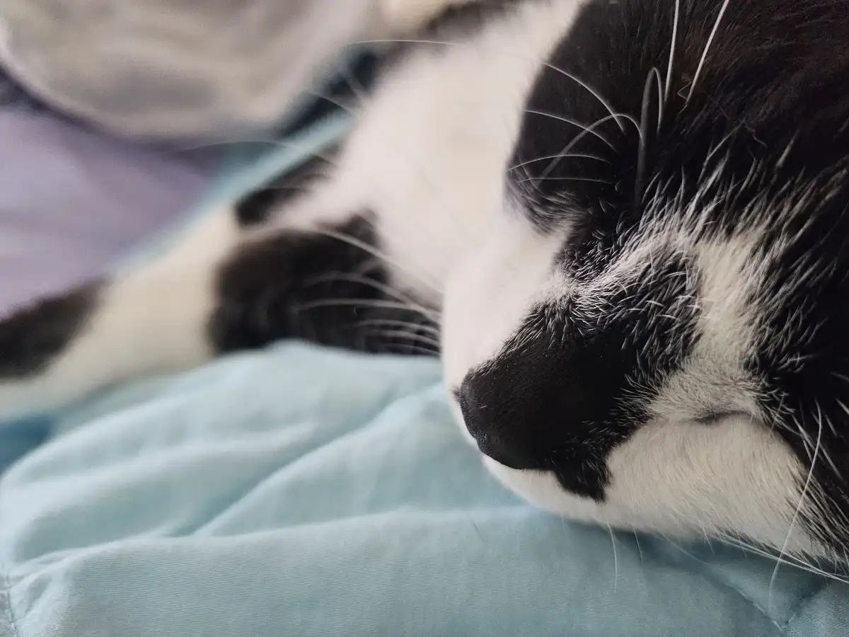 A close-up photo shows a black and white cat sleeping peacefully with its eyes closed on a light blue blanket. The cat's…