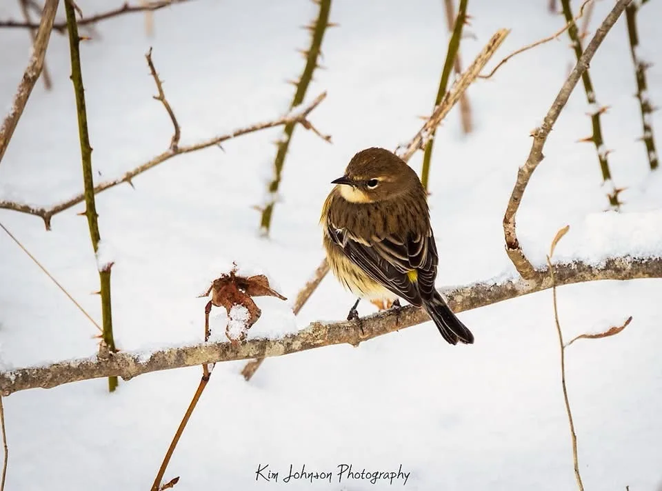 A small brown bird with a yellow throat and wing patch perches on a snow-dusted thorny branch in a winter scene. The bird…