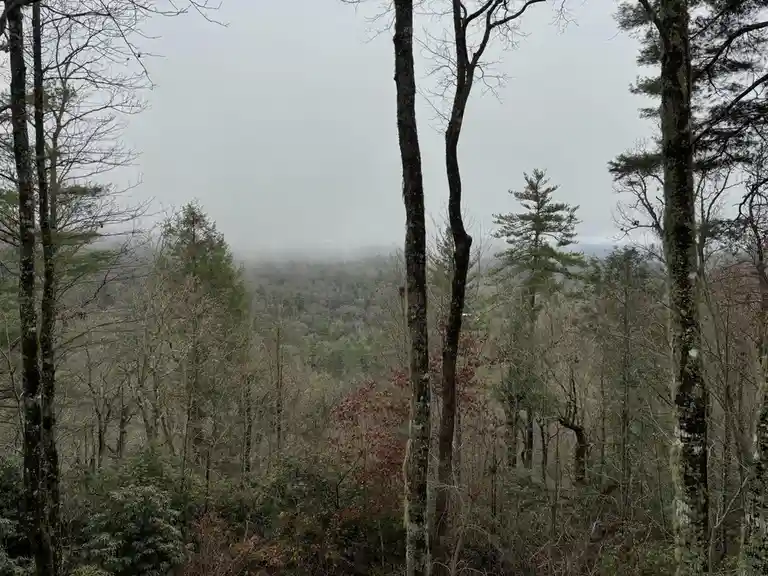 A misty, overcast forest scene with bare and evergreen trees, some with mossy bark, looking out over a hazy valley. The…