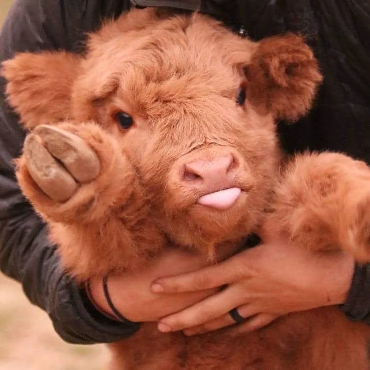 A close-up photo shows a fluffy, reddish-brown calf being held by a person in a black jacket. The calf has its tongue…