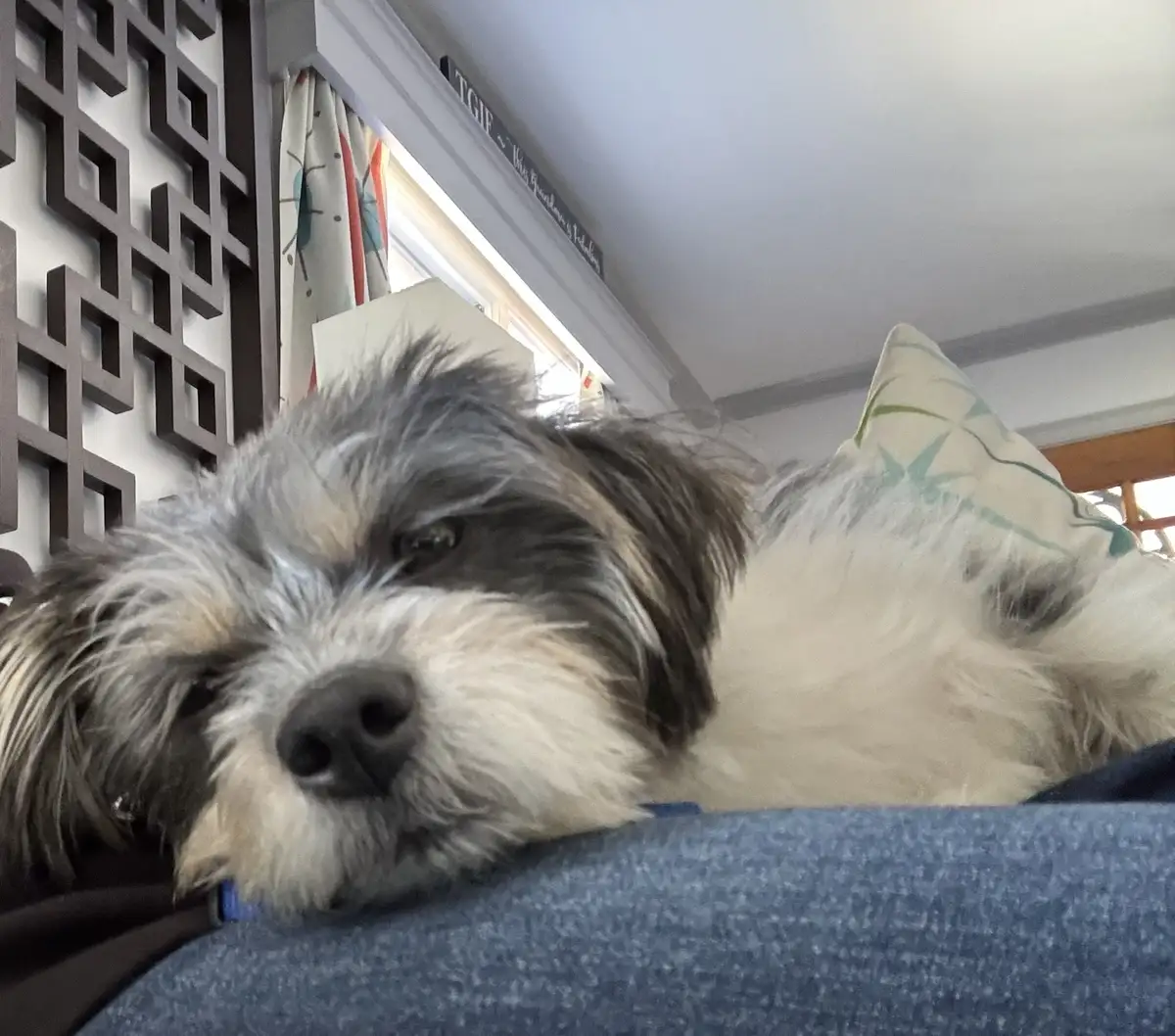 A close-up photo of a fluffy, shaggy dog with gray and white fur resting its head on a blue couch cushion. The dog has a…