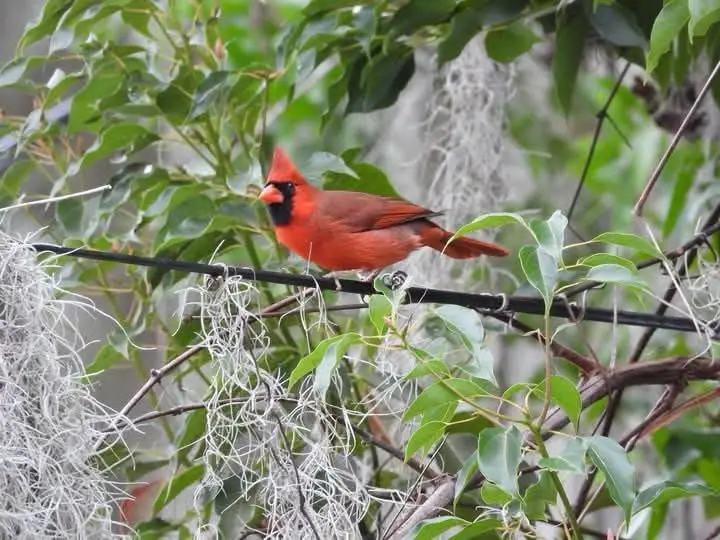 A male northern cardinal, bright red with a black face mask and crest, perches on a wire surrounded by green leaves and…