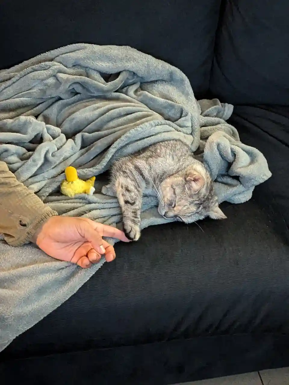A gray tabby cat is curled up and sleeping soundly under a gray blanket on a black couch, with a small yellow plush toy…