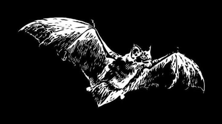 A black-and-white sketch of a bat in mid-flight with its wings spread wide, overlaid with the text 'i'm not a bat i'm a…