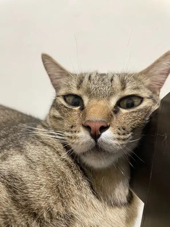 A close-up photo of a tabby cat with wide, unimpressed eyes and a slightly downturned mouth, looking directly at the camera…