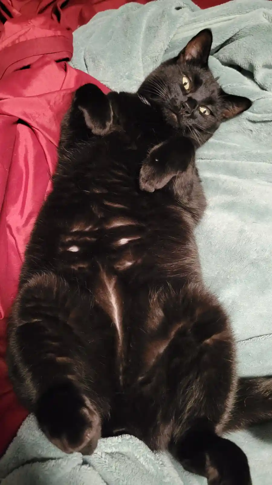 A black cat lies on its back on a teal blanket, exposing its belly and looking up with wide, yellow eyes. The cat's paws are…