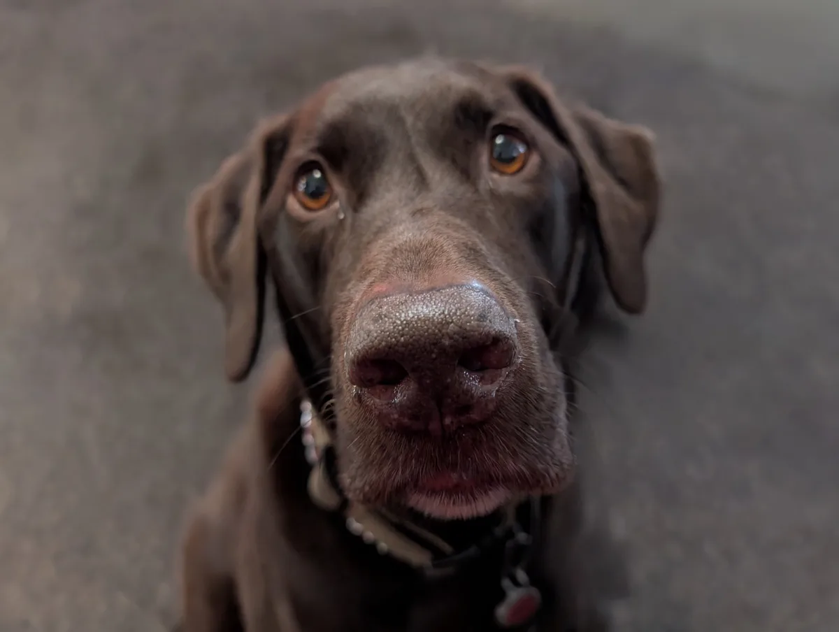 A close-up photo of a brown dog looking up with large, expressive eyes and a slightly wet nose, wearing a collar. The…