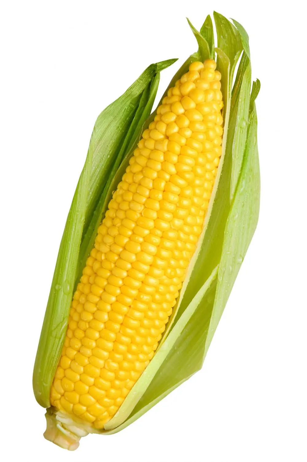A close-up image of a fresh, yellow corn cob partially peeled back to reveal its kernels, with green husks and water…