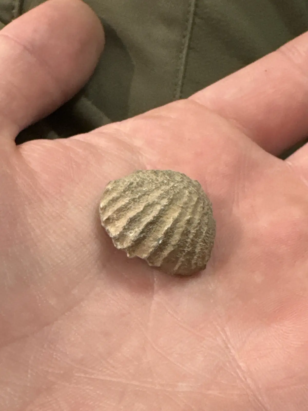 Discovering a Charming Fossilized Clam